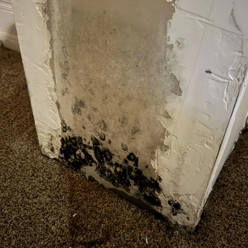 Professional Mold Removal in Carpentersville, IL